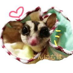 sugar gd