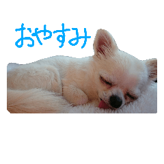 mikuri of chihuahua