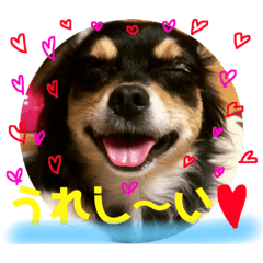 Chihuahuan and others of my home DX