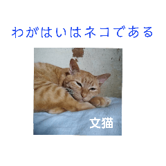 The cat named Chiichan 7