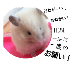 Alex the hamster