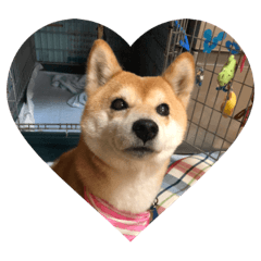 pet doggo