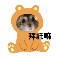 Little hamster Bo Bo