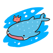 Whale shark&Opisthoteuthis californiana
