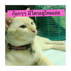 cat funnyyy