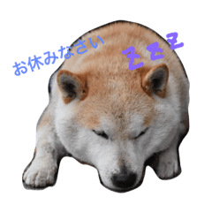 HachiShiba