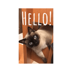Helen Siamese cat Daily