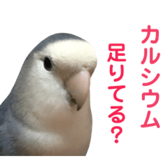 bird's  word04