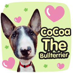 Mini Bull Terrier - Cocoa