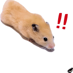 Moving golden hamster mugi's life