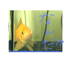 huna goldfish