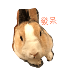 毛仔