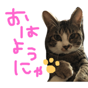 maeda mimi