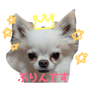 Chihuahua my dog