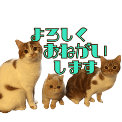 Scottish Fold & Exotic Cats