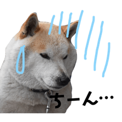 HachiShiba2