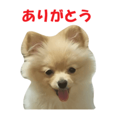 ポメのきーちゃん Line スタンプ Line Store
