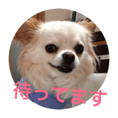 MOKA Chihuahua of mocha-kun3