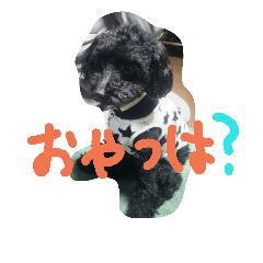 family  dog