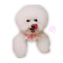 妹妹與哈利