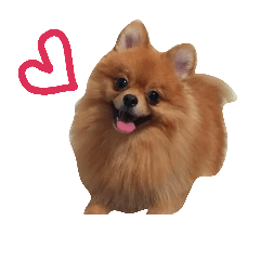 Pomeranian Croquette ver.2