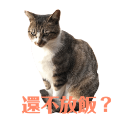 cats in your life