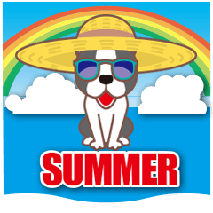 Summer.Friendly Boston terrier.
