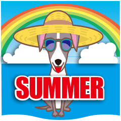 Summer.Italian Greyhound.