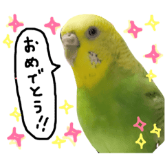 インコちゃん 3 Line スタンプ Line Store インコちゃん 3 Line スタンプ Line Store