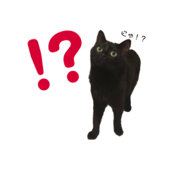 The Black Cat Jiji