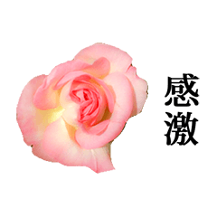 バラの花 と 漢字