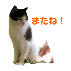 animals emotion