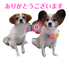 幸せパピヨン犬、ハナちゃんとナナちゃん♡