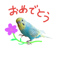 The Sticker of the budgerigars.part2.