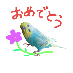 セキセイインコのフォトスタンプ パート2 Line スタンプ Line Store