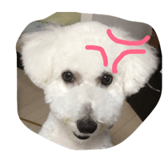 my  dog dog dog dog dog2