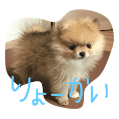 mintdog