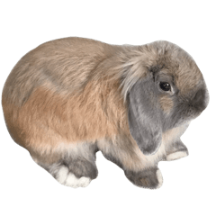 american fuzzy lop