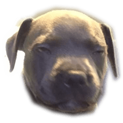 Ollie The Staffy Ver. 2