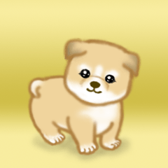 Puppy of Akita dog
