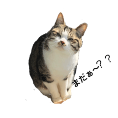 Fancy cat