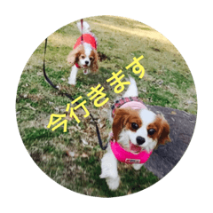 For Cavalier King Charles Spaniel Lovers