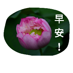 花語(荷)