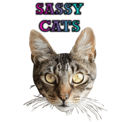 Sassy Cat Fun