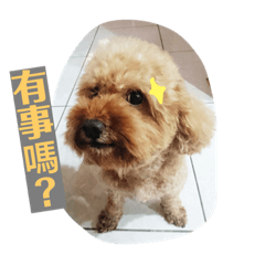 皮蛋兄弟的日常