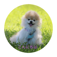 So cute pomeranian