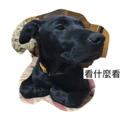 DOG.  cute