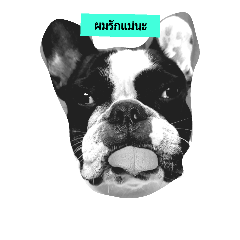 Dog Dog1