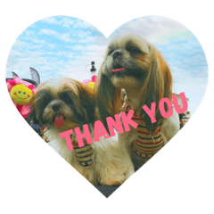 shih tzu CHACHA FU-TA VUITTON