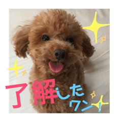 Cute toy poodle Ellen